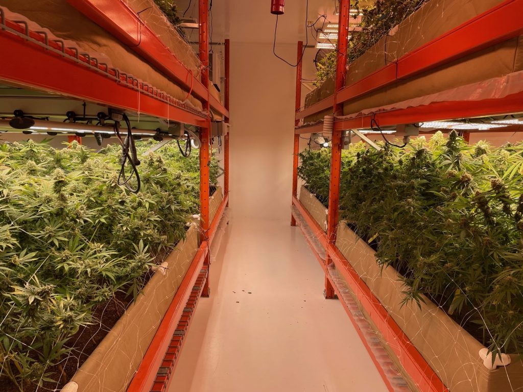 Indoor grow room on a racking system showing flowering cannabis with a trellice for support under LED lights.