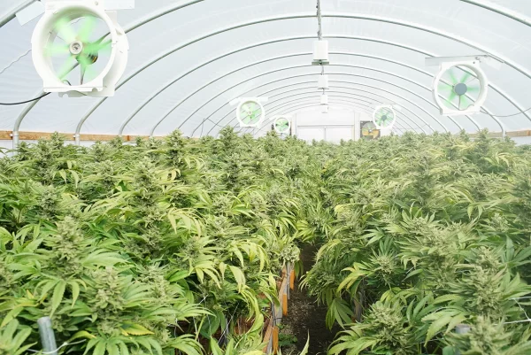 cannabis cultivation plantation