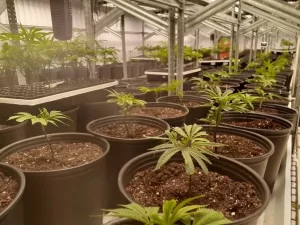 Room for Cannabis Production for Cannabis Nursery Licence