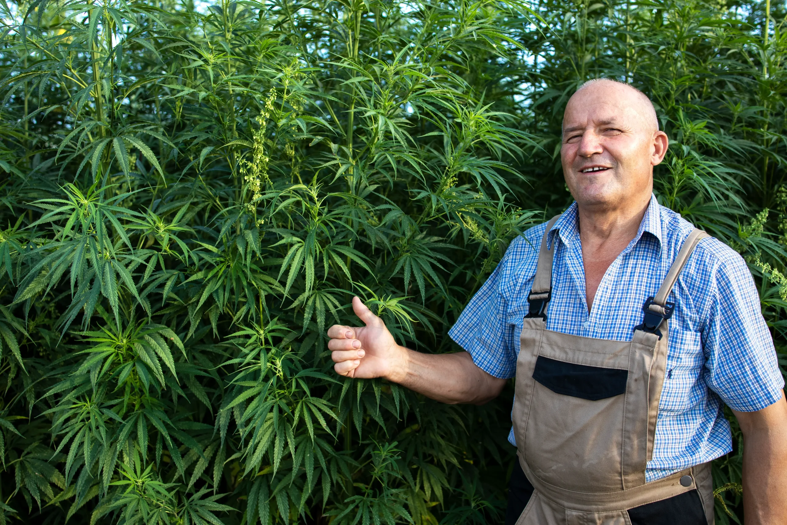 Smiling male cannabis farmer in overalls giving a thumbs-up in front of tall, mature cannabis plants.