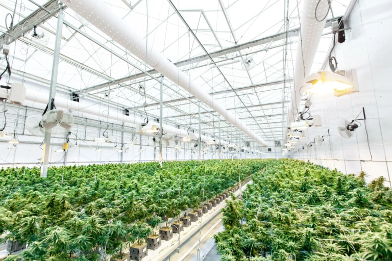 Large-scale commercial cannabis cultivation facility showcasing indoor microbusiness growing operations.