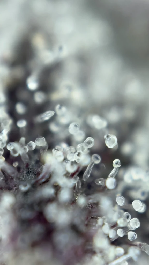 The Connoisseur’s Guide to Live Rosin, Terpenes, and Premium Concentrates in Haverstraw_trichomes