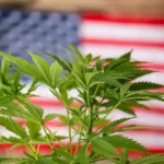 A close-up photograph featuring the top canopy of a healthy, vibrant green cannabis plant with serrated fan leaves in crisp focus in the foreground. In the softly blurred background, an American flag with red and white stripes and a blue field of stars spans across the frame, creating a symbolic backdrop evoking topics of U.S. cannabis policy, industry, and legalization. Bright, natural lighting highlights the fine textures and rich color of the plant's leaves.