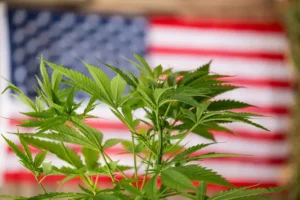 A close-up photograph featuring the top canopy of a healthy, vibrant green cannabis plant with serrated fan leaves in crisp focus in the foreground. In the softly blurred background, an American flag with red and white stripes and a blue field of stars spans across the frame, creating a symbolic backdrop evoking topics of U.S. cannabis policy, industry, and legalization. Bright, natural lighting highlights the fine textures and rich color of the plant's leaves.