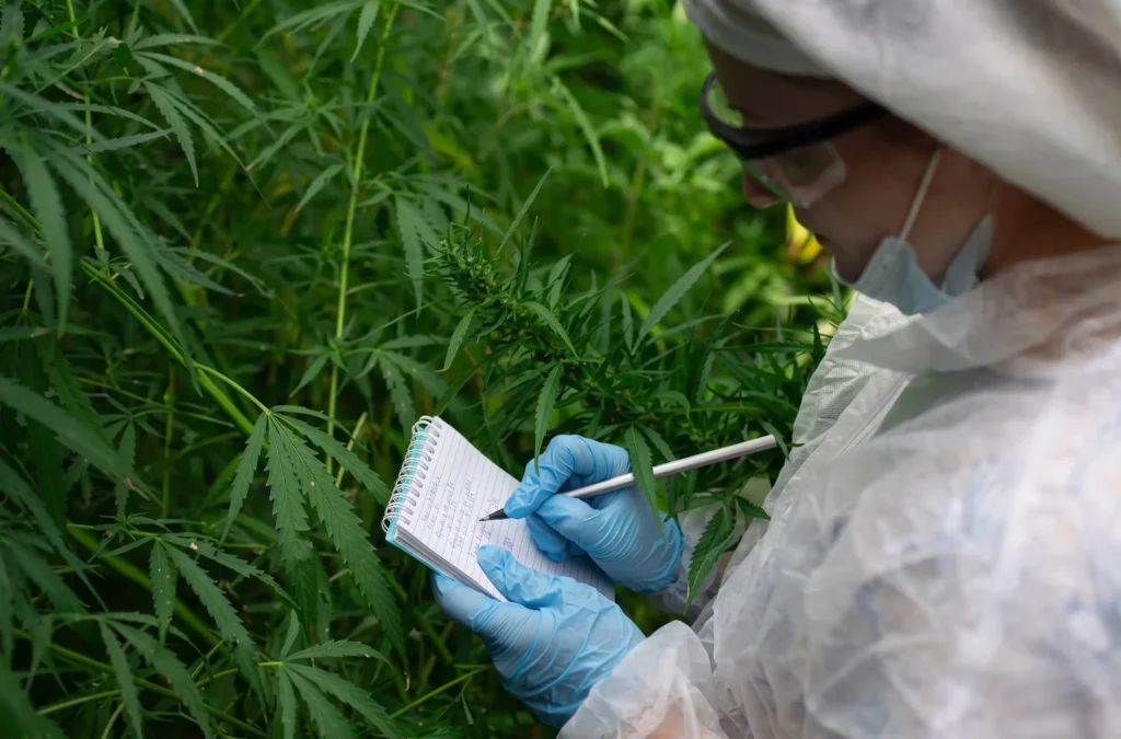 CannDelta, cannabis consultants, Total THC law, federal bankruptcy, Chapter 11, Controlled Substances Act (CSA), Schedule III, hemp loophole, insolvency, restructuring alternatives