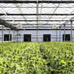 rhode island cannabis license 2026, rhode island retail cannabis lottery, ri ccc retail portal, rhode island adult use market report, social equity cannabis rhode island, qualified lottery rhode island