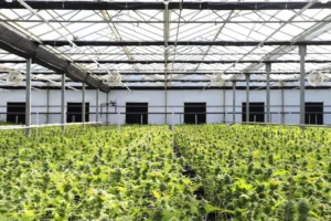 rhode island cannabis license 2026, rhode island retail cannabis lottery, ri ccc retail portal, rhode island adult use market report, social equity cannabis rhode island, qualified lottery rhode island