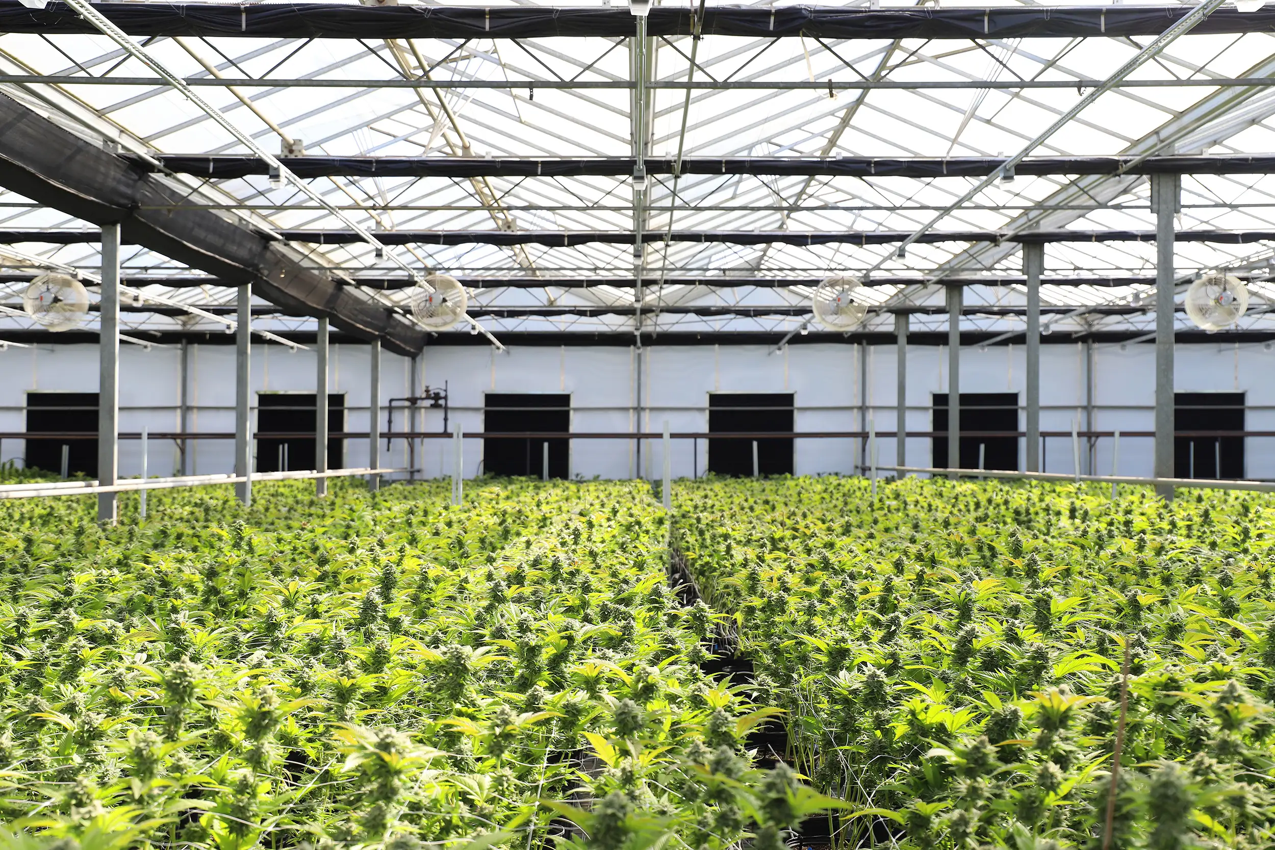 rhode island cannabis license 2026, rhode island retail cannabis lottery, ri ccc retail portal, rhode island adult use market report, social equity cannabis rhode island, qualified lottery rhode island