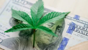 cannabis leaf on united states $100 bill